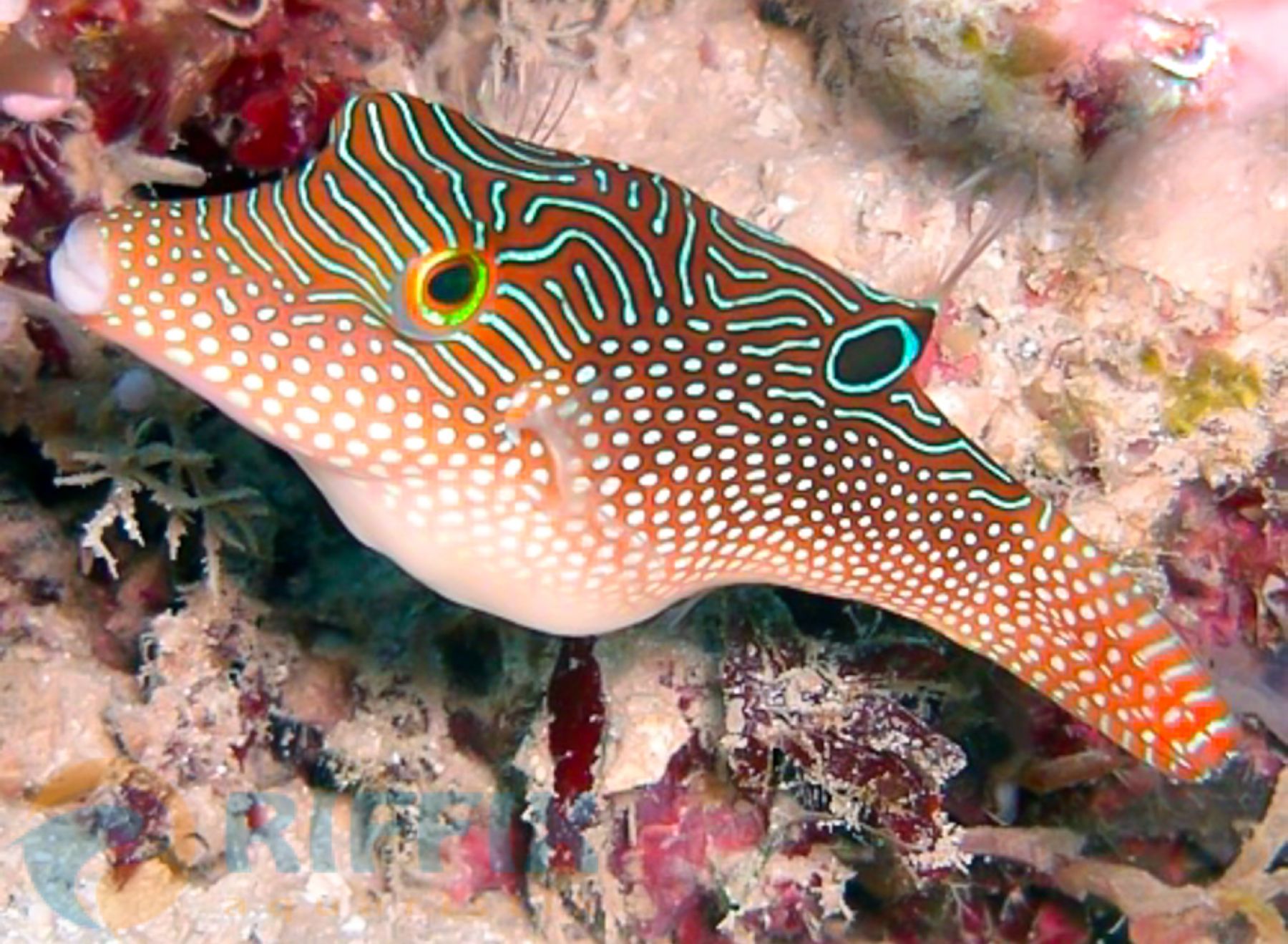 Canthigaster solandri- Augenfleck-Spitzkopf-Kugelfisch